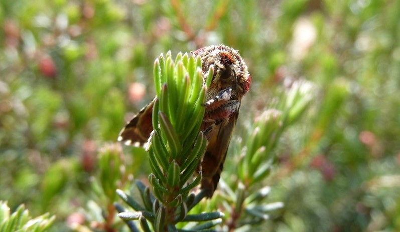 Ciclo vitale: Anarta (Anarta) myrtilli, Noctuidae